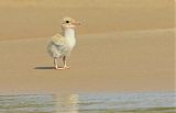 Large-billed Tern